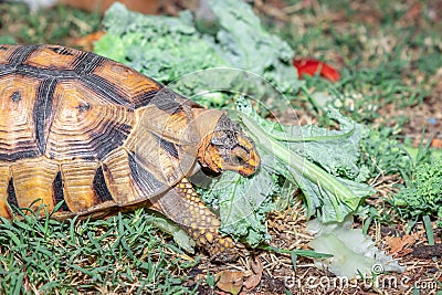 Leopard tortoise Stigmochelys pardalis on a green lawn eating vegetables Stock Photo