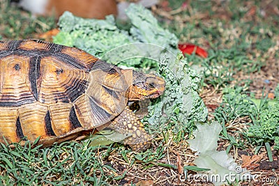 Leopard tortoise Stigmochelys pardalis on a green lawn eating vegetables Stock Photo