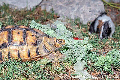 Leopard tortoise Stigmochelys pardalis on a green lawn eating vegetables Stock Photo