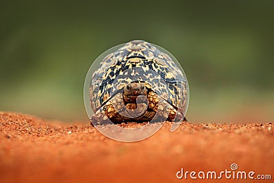 Leopard tortoise, Stigmochelys pardalis, on the orange gravel road. Turtle in the green forest habitat, Kruger NP, South Africa. Stock Photo