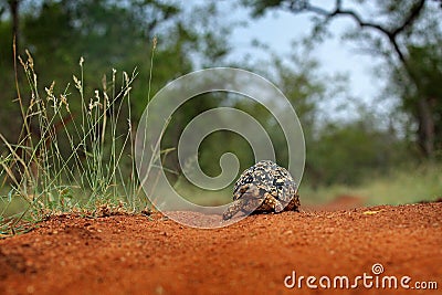 Leopard tortoise, Stigmochelys pardalis, on the orange gravel road. Turtle in the green forest habitat, Kruger NP, South Africa. Stock Photo