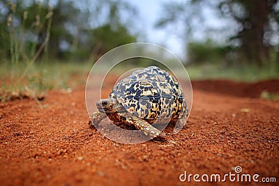 Leopard tortoise, Stigmochelys pardalis, on the orange gravel road. Turtle in the green forest habitat, Kruger NP, South Africa. Stock Photo