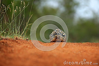 Leopard tortoise, Stigmochelys pardalis, on the orange gravel road. Turtle in the green forest habitat, Kruger NP, South Africa. Stock Photo