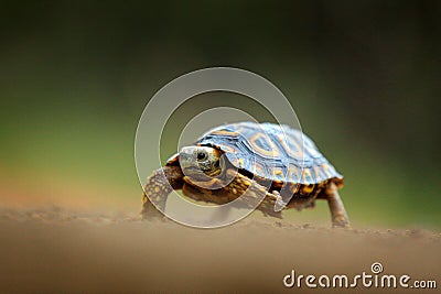 Leopard tortoise, Stigmochelys pardalis, on the orange gravel road. Turtle in the green forest habitat, Kruger NP, South Africa. Stock Photo