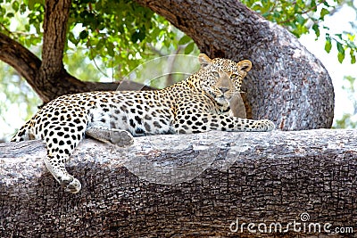 Leopard on tree, Botswana, Africa. Watchful leopard on huge tree trunk Okavango Delta, Botswana Stock Photo