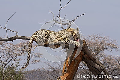 Leopard in tree eating meat, sideview Stock Photo