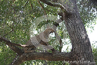 Leopard in tree Stock Photo