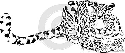 Leopard Vector Illustration