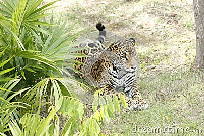 Leopard among the vegetation waiting for its prey Stock Photo