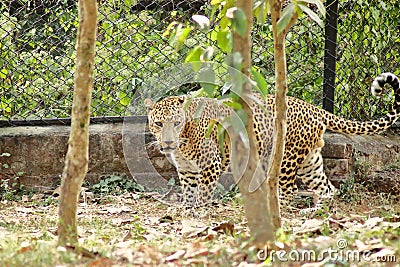 Leopard is strolling in the Zoo Stock Photo