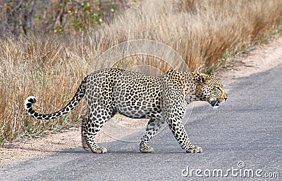 Leopard walking Stock Photo