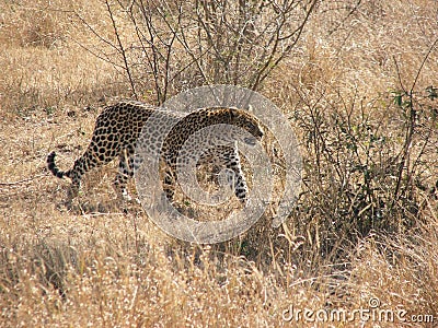 Leopard walking through bush Stock Photo