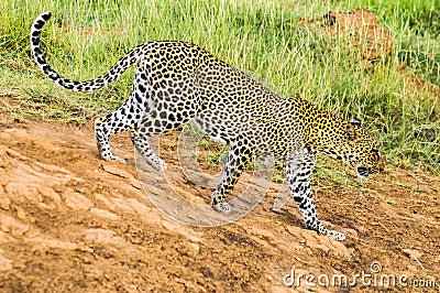 A leopard walking in the forest in Samburu Park Stock Photo