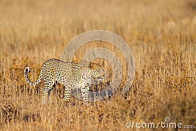 Leopard walking in grass Stock Photo