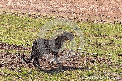 The leopard is walking in the grass. Savanna of Kenya, Africa Stock Photo