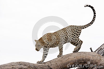 Leopard, Africa Stock Photo