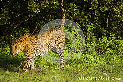 Leopard at Yala National Park , Sri Lanka Stock Photo