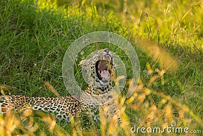 Leopard yawning in the long grass Stock Photo