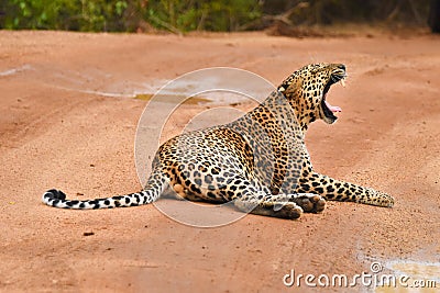 A leopard yawning sleeping on the road Stock Photo