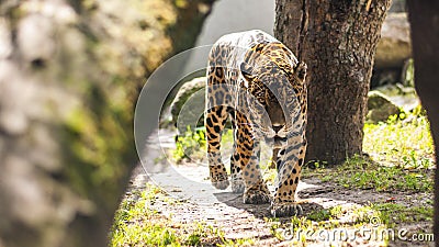 Leopard Stock Photo