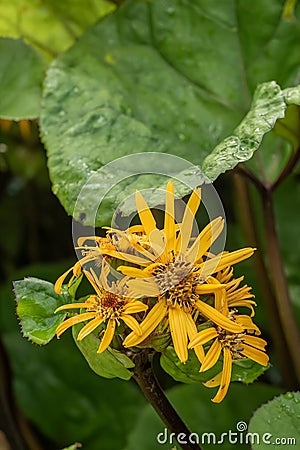 Summer ragwort Ligularia dentata Othello, yellow flowers Stock Photo