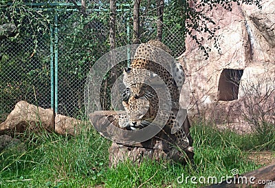 Leopards mate Stock Photo