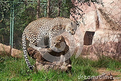 Leopards mate Stock Photo