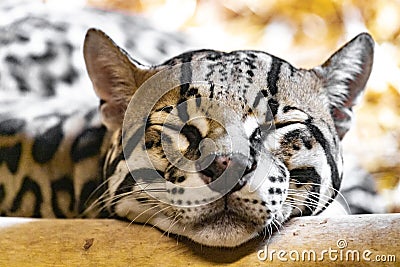 Leopardus pardalis. Ocelot. Close-up portrait. Stock Photo