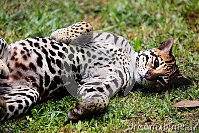 Leopardus pardalis Stock Photo