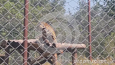 Lepard skopje park macedonia Stock Photo