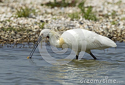 Lepelaar, Eurasian Spoonbill, Platalea leucorodia Stock Photo