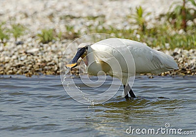 Lepelaar, Eurasian Spoonbill, Platalea leucorodia Stock Photo