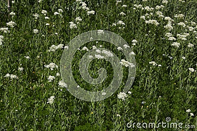 Lepidium draba in bloom Stock Photo