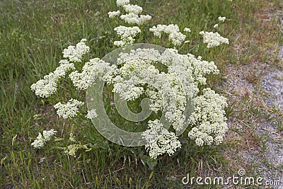 Lepidium draba in bloom Stock Photo