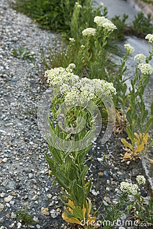 Lepidium draba in bloom Stock Photo