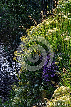 Lepidium draba creamy white inflorescence Stock Photo