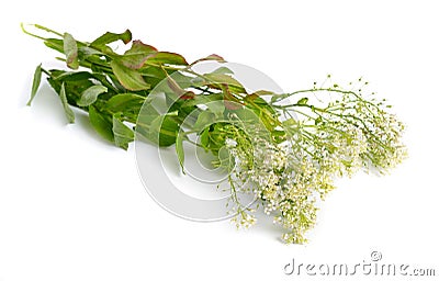 Lepidium draba, the whitetop or hoary cress, or Thanet cress. Isolated on white Stock Photo