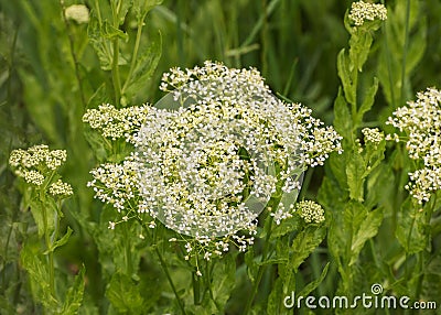 Lepidium draba, whitetop, hoary cress, Thanet cress, a rhizomatous perennial flowering plant Stock Photo