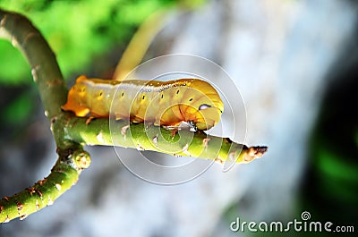Lepidoptera or Papilio machaon Stock Photo