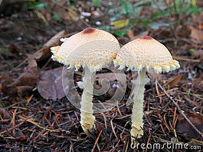 Lepiota magnispora - Shield Dapperling Stock Photo