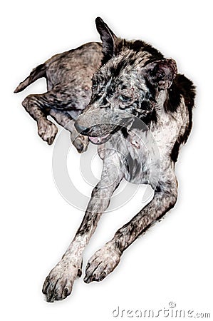 Leprosy skin sick street dog - Rabies infection risk dog on white background Stock Photo