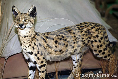 Leptailurus serval big cat head shot closeup Stock Photo