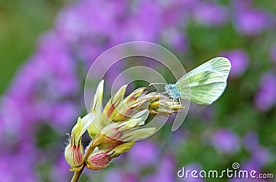 Leptidea duponcheli , the eastern wood white butterfly Stock Photo