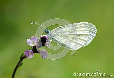 Leptidea sinapis , the wood white butterfly Stock Photo