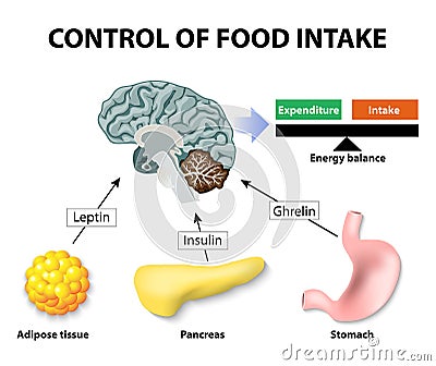 Leptin Vector Illustration