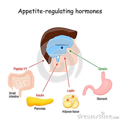 Hormones that regulate metabolism, appetite, satiety and hunger Vector Illustration