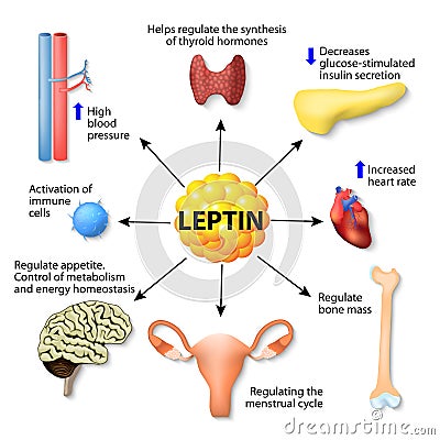 Leptin hormone effects Vector Illustration