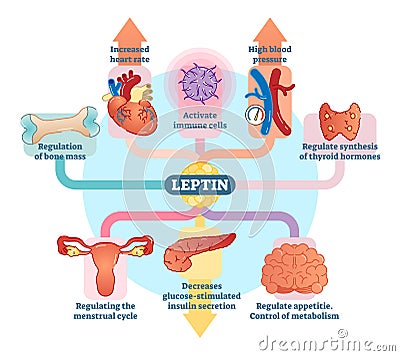 Leptin hormone role in schematic vector illustration diagram. Educational medical information. Vector Illustration
