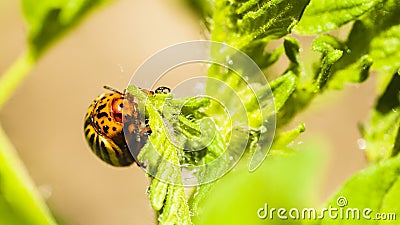 Leptinotarsa decemlineata, eating tomato leaves. olorado beetle, destroys the harvest. Agricultural pest, close-up of Stock Photo