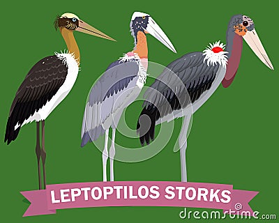 Leptoptilos stork genus cartoon bird Vector Illustration